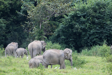 Naklejka na ściany i meble Asiatic Elephant is big five animal in