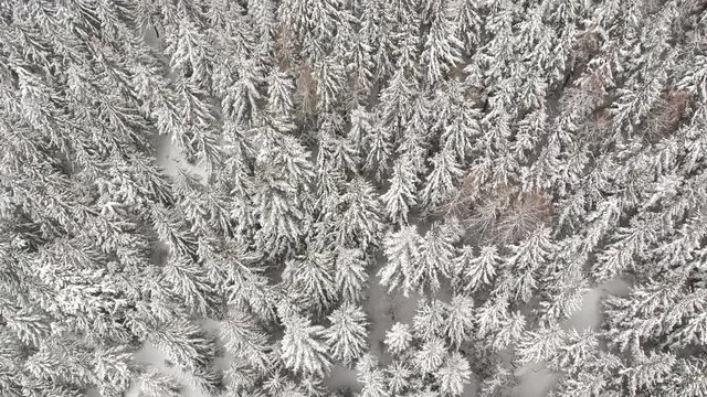 Winter in Chopok mountains in Slovakia