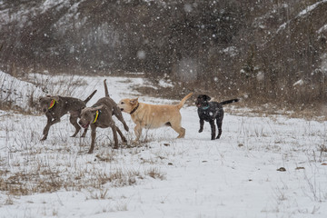 Fototapeta na wymiar Jagdhundemeute bei Drückjagd im Winter
