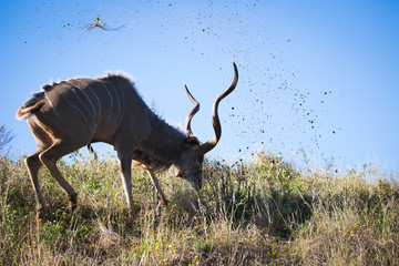 Antilope bei Safari in Südafrika