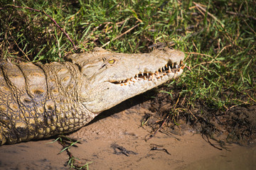 Fototapeta premium Krokodil im Flussbett Nationalpark Südafrika