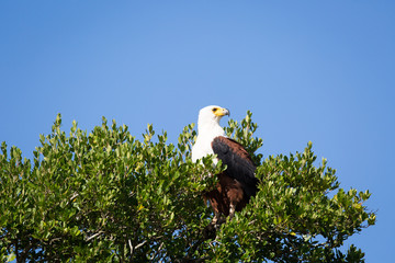 Afrikanischer Seeadler im Nationalpark Südafrika