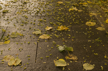 wet tiled park ground at autumn night. background.