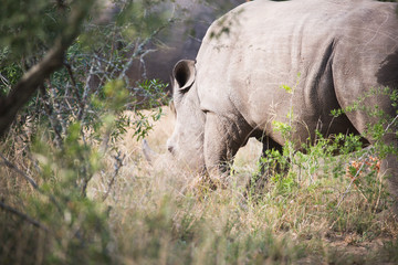 Fototapeta premium Junges Breitmaulnashorn bei Safari in Südafrika Nashorn