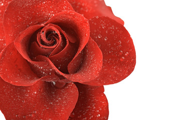red rose flower with drops of dew isolated on white background