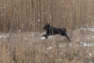 Junger Labrador rennt im Schilf