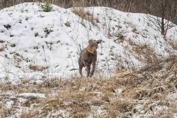 Weimaraner Jagdhund bei Drückjagd