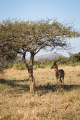 Naklejka premium Antilope bei Safari in Südafrika