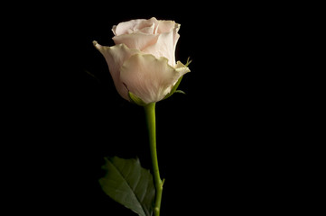 Fototapeta na wymiar Roża