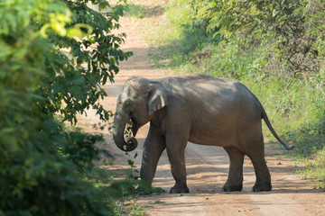 Asiatic Elephant is big five animal in asia
