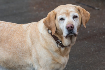 Alter Labrador Retriever