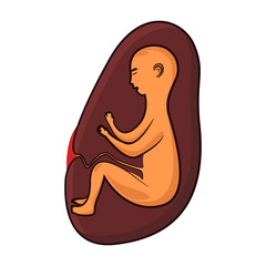 Vector illustration of human embryo on a white background