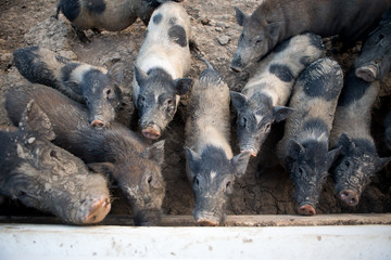 Group of saddle back pig in farm