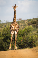 Giraffe auf Safari in Südafrika