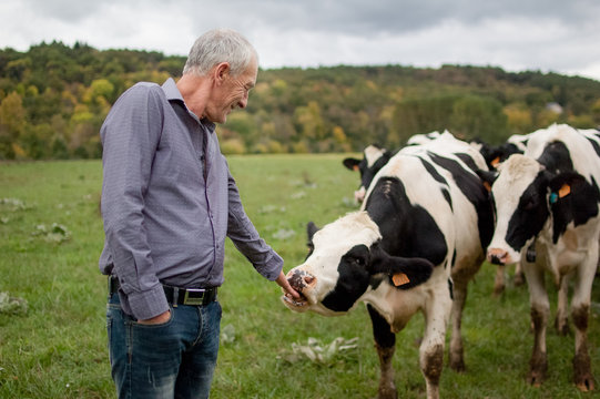 Side View of Senior Farmer Proudly Looking at His Black and White Cows in the Countryside Outdoors.