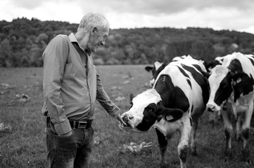 Black and White Photo of Senior Farmer Proudly Looking at His Cows in the Countryside Outdoors.