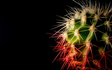 Cactus in a pot on a black background closeup