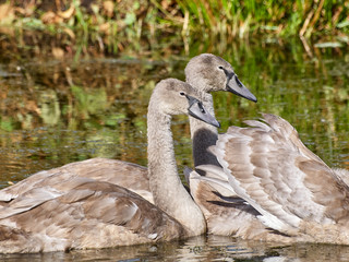 swans in water