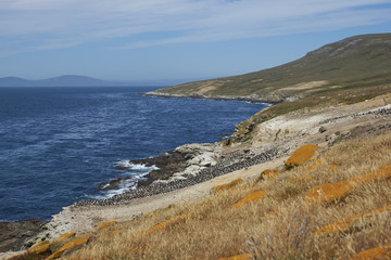 Rocky northern coast of Carcass Island in the Falkland Islands