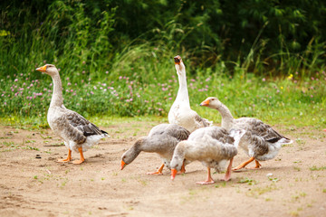 Geese on the field
