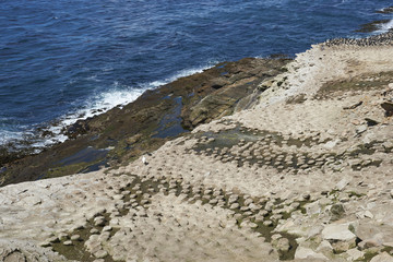 Large breeding colony of Imperial Shag (Phalacrocorax atriceps albiventer) on the coast of Carcass...