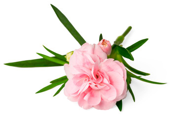 fresh pink carnation flowers isolated on white