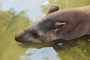 bathing tapir