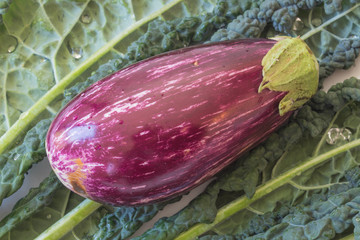 Purple Dominican eggplant on a background of Italian Lacinato Nero di Toscana heirloom dinosaur...