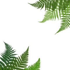 White background decorated with ferns. Ferns are located in opposite corners and form a kind of frame. Vector illustration.