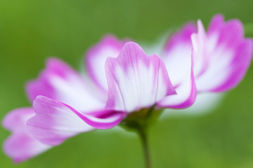 beautiful cosmos with bright white-violet petals