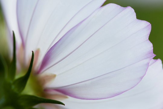 beautiful cosmos with bright white-violet petals
