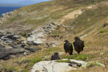 Pair of Striated Caracara (Phalcoboenus australis) with their nearly full grown chick on the cliffs of Carcass Island in the Falkland Islands.