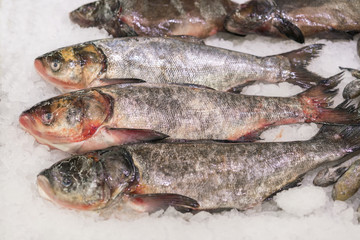 Fresh fish on ice in supermarket. Healthy and healthy food