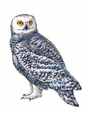 Hand-drawn snowy owl (Bubo scandiacus) on white background (isolated)
