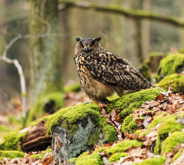 Eagle Owl sitting in the old grass
