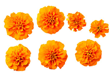 fresh orange marigold flowers isolated on white, top view