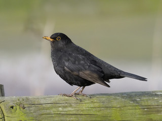 Blackbird, Turdus merula