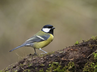 Great tit, Parus major