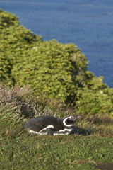 Fototapeta premium Magellanic Penguin (Spheniscus magellanicus) lying in the grass on the coast of Carcass Island in the Falkland Islands.