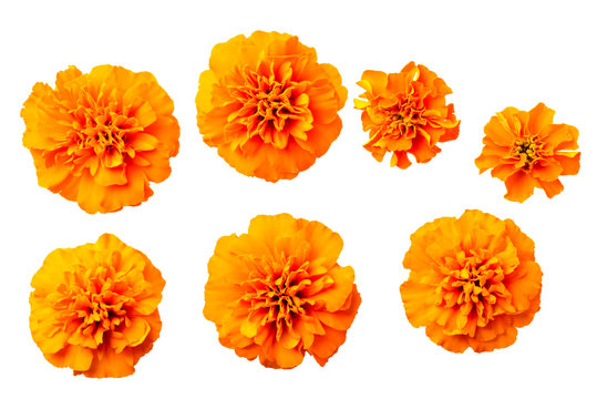 Marigold Flower Images – Browse 146,253 Stock Photos, Vectors, and Video |  Adobe Stock