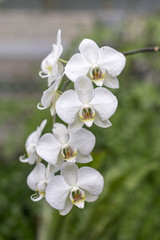 A tender twig of a white orchid close-up. Congratulations to women on March 8