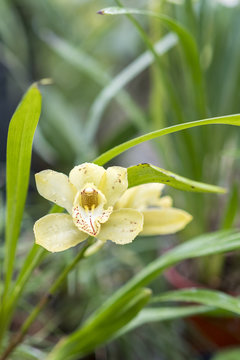 Delicate flower of a yellow archide close up. Congratulations to women on March 8