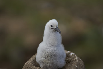 Chick of a Black-browed Albatross (Thalassarche melanophrys) sitting on its nest on the cliffs of West Point Island in the Falkland Islands.