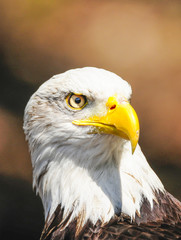 American eagle