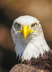 American eagle