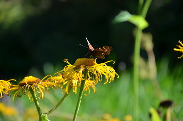 Butterfly on flower