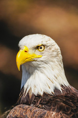 American eagle
