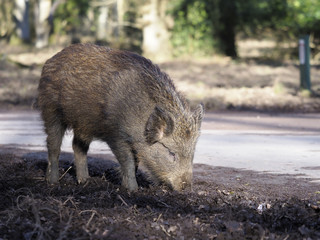 Wild boar, Sus scrofa