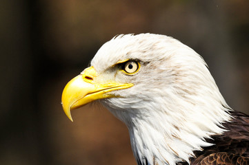 American eagle