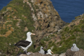 Colony of Black-browed Albatross (Thalassarche melanophrys) nesting on the cliffs of West Point Island in the Falkland Islands.